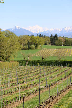 Vineyards in Switzerland, facing Mont Blanc.の写真素材