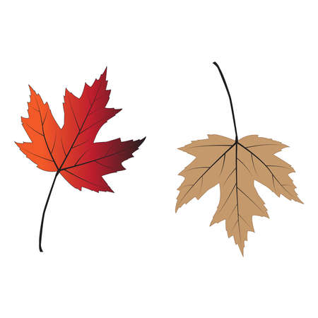 beautiful leaves that fall in japan in autumnのイラスト素材