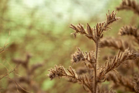 Nice plant in Albaceteの写真素材