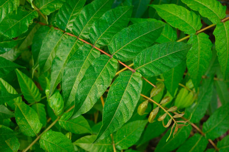 Green Leaves