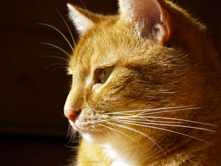 tomcat, very interestedの写真素材