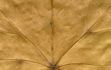 autumnal colored maple leaf detailの写真素材