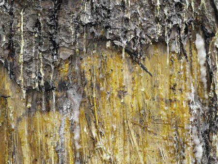 resin leaking from a scar in a trees barkの写真素材