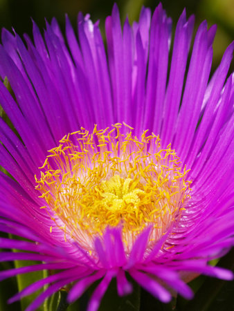 lilac blossom of succulent flowerの写真素材