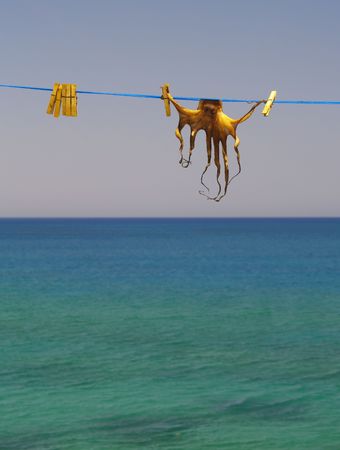 cuttlefish hung up for drying in the sunの写真素材