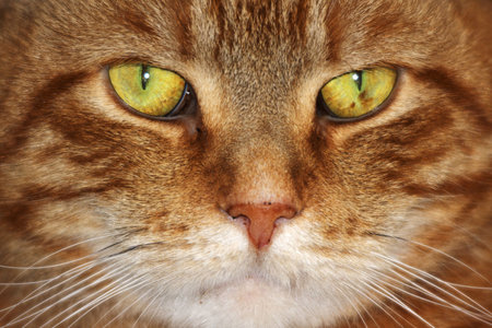 big tomcats faceの写真素材