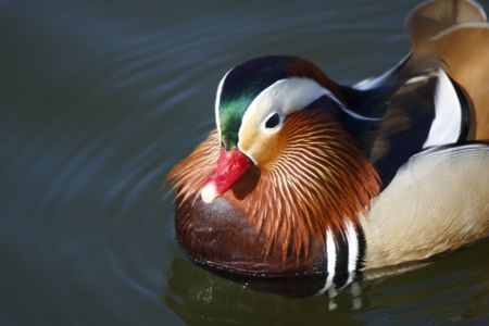 swimming mandarin duckの写真素材