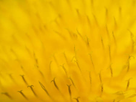 Macro photo of stamens in dandelions blossomの写真素材