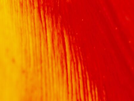out of focus macro shot of tulips petals to be used as an abstract backgroundの写真素材