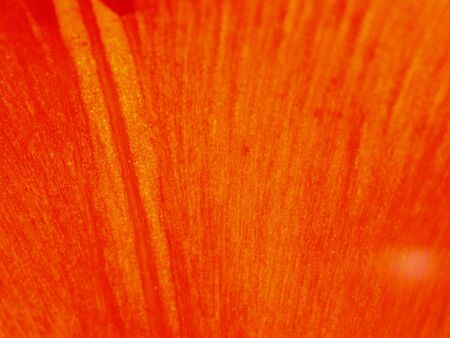 out of focus macro shot of tulips petal to be used as an abstract backgroundの写真素材