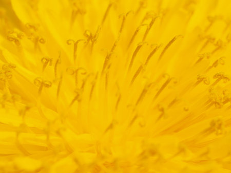 Macro photo of stamens in dandelions blossomの写真素材
