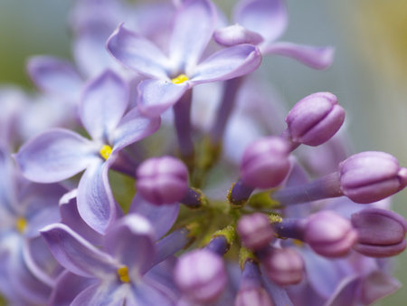 Macro photo of lilac blossomsの写真素材