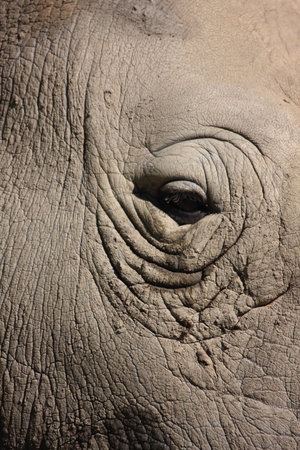 a rhinos eyeの写真素材