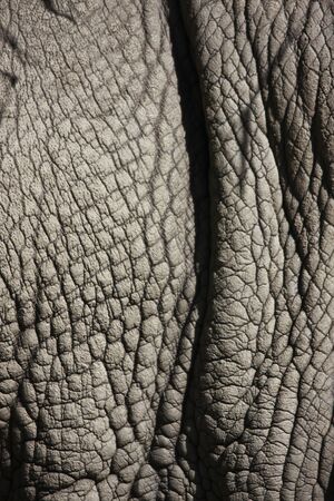 detail photo of a rhinos thick gray skinの写真素材