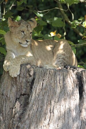 young lion resting in the shadeの写真素材