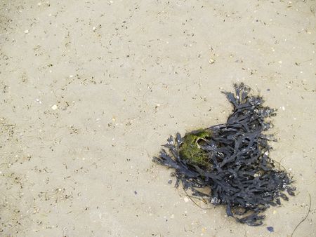 Plant parts on the beach at low tideの写真素材