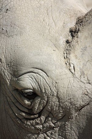 detail photo of a rhinos eye and thick gray skin