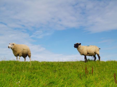 sheep on pasture in northern Germanyの写真素材