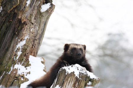 wolverine resting on an old tree trunkの写真素材