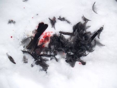 feathers and blood in the snowの写真素材