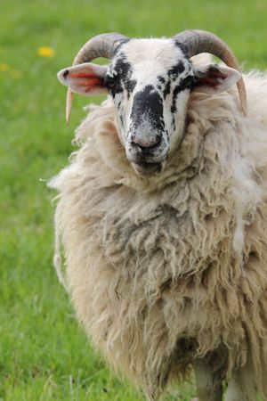 portrait of a sheep ramの写真素材