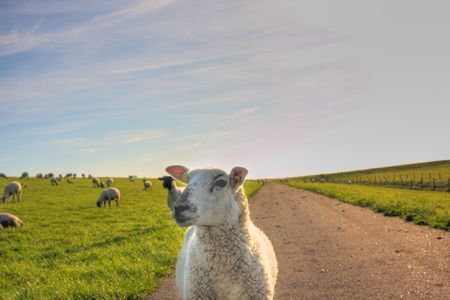 sheep on a footpath at the dike in northern germanyの写真素材