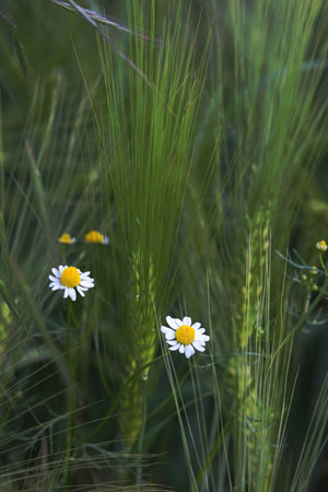  photo of camomille blossoms in a barley fieldの写真素材