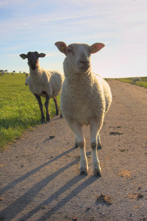 sheep on a footpath at the dike in northern germanyの写真素材