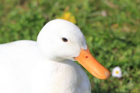 male white duck portraitの写真素材