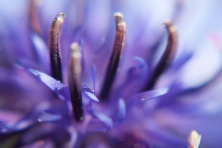 selective focus macro of a cornflowers blossomの写真素材