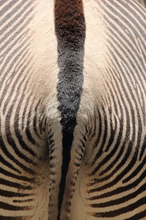 backside of a zebraの写真素材
