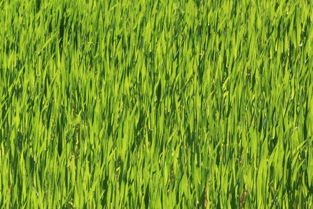 green springtime barley field textureの写真素材