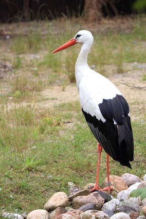 White Stork on a meadowの写真素材
