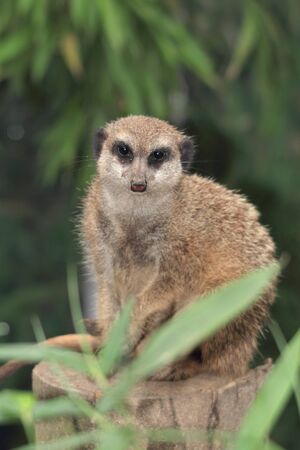 suricate portraitの写真素材