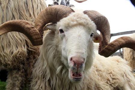 portrait of a sheep ramの写真素材