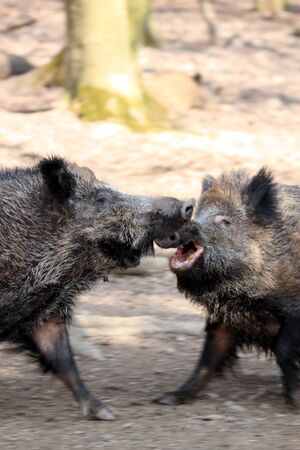 wild boars fighting in spring forest, motion blurの写真素材