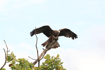 Milvus milvus on a treeの写真素材