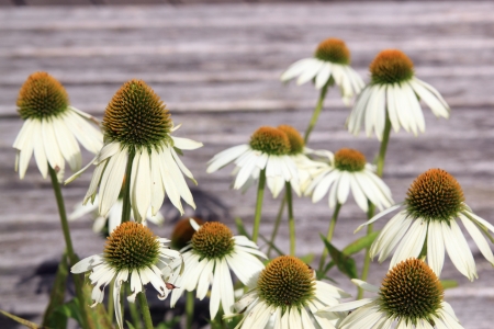 white Echinacea blossomsの写真素材