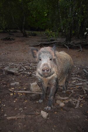 wild boar portraitの写真素材
