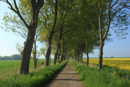 old alley in northern germanyの写真素材