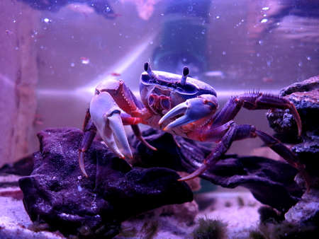 Harlekin crab の写真素材