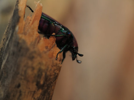 chlorocala africana oertzeni の写真素材