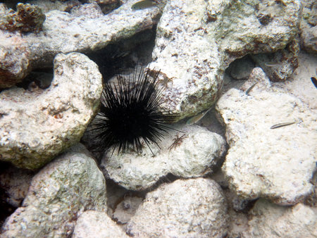 snorkel curacao 8の写真素材