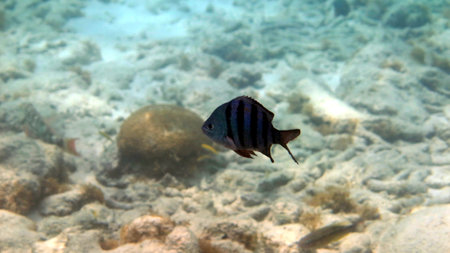 snorkeling 4の写真素材