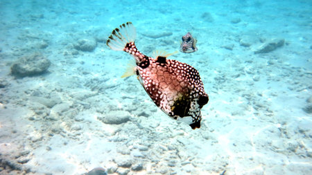 kofferfisch 1