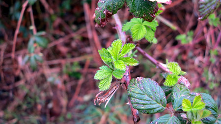 blackberryの写真素材