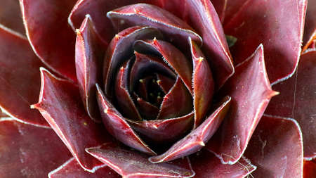 sempervivumの写真素材