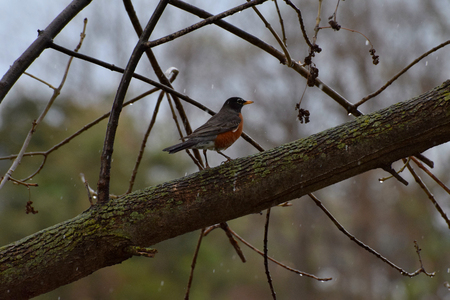 Robin hunting for food in the rainの写真素材