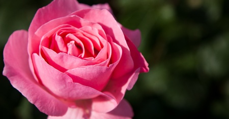 pink rose 2の写真素材
