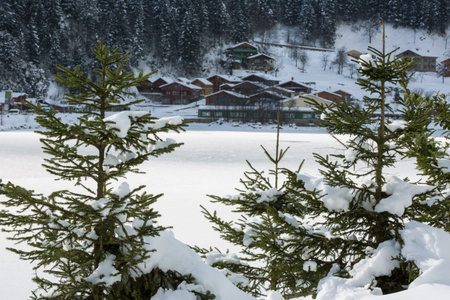pine tree and winter house